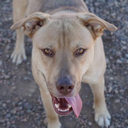 Hercules, Adoptable, Adult Male Yellow Labrador Retriever & Mixed Breed.