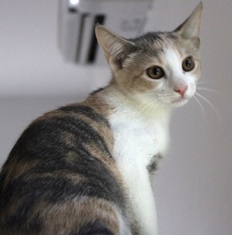 Karate, an adoptable Dilute Calico in Southern Pines, NC, 28388 | Photo Image 5