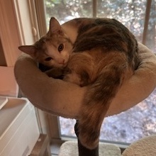 Karate, an adoptable Dilute Calico in Southern Pines, NC, 28388 | Photo Image 4