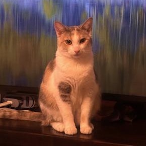 Karate, Adoptable, Kitten Female Dilute Calico.