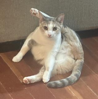 Karate, a Adoptable Dilute Calico in Southern Pines, NC image 6/6