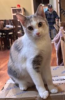 Karate, a Adoptable Dilute Calico in Southern Pines, NC image 2/6