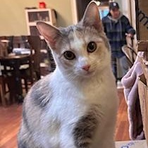 Karate, a Adoptable Dilute Calico in Southern Pines, NC image 1/6