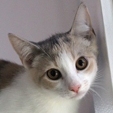 Karate, a Adoptable Dilute Calico in Southern Pines, NC image 3/6