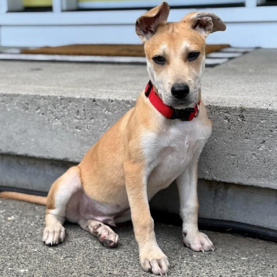 Tom, a Adoptable mixed breed in Griswold, CT image 2/6