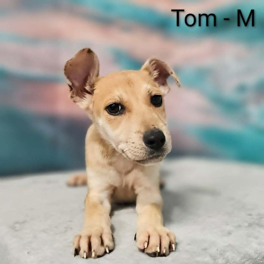 Tom, a Adoptable mixed breed in Griswold, CT image 3/6
