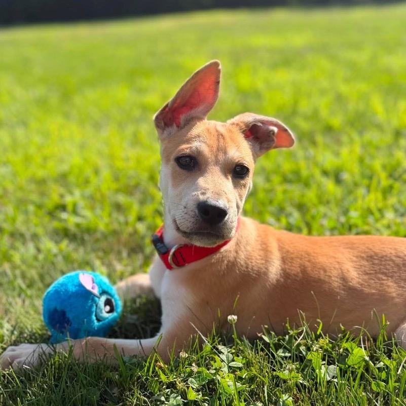 Tom, a Adoptable mixed breed in Griswold, CT image 4/6