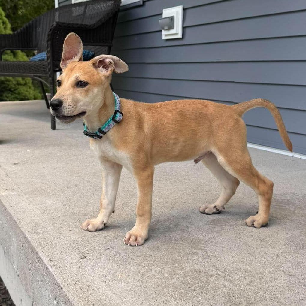 Tom, a Adoptable mixed breed in Griswold, CT image 5/6