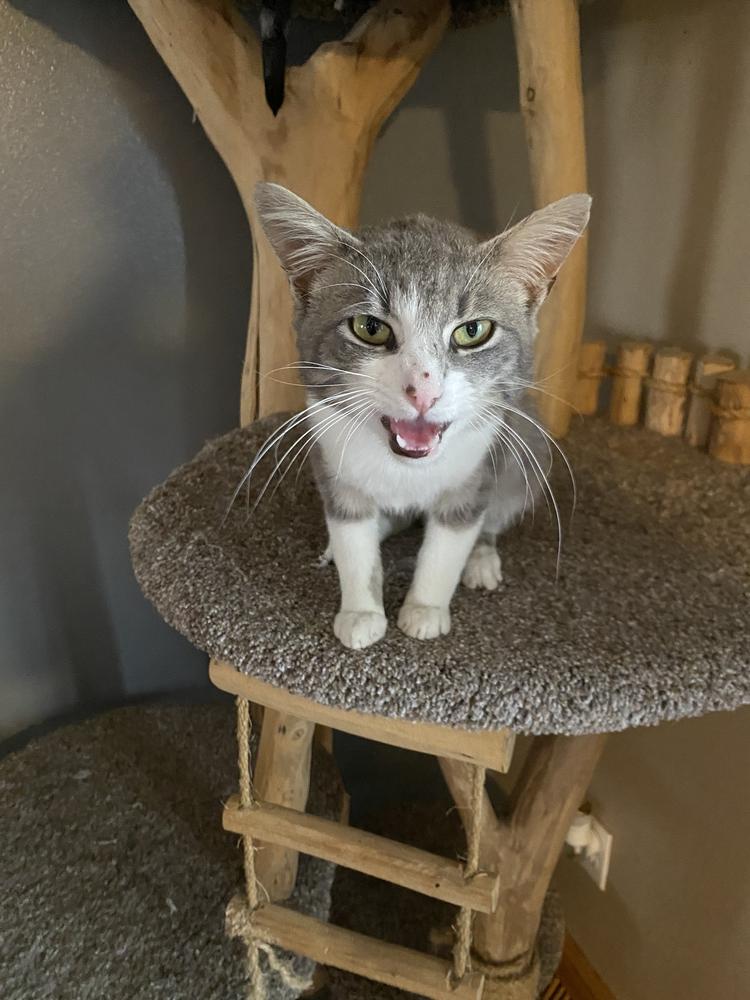 Jarvis, Adoptable, Adult Male Domestic Short Hair.