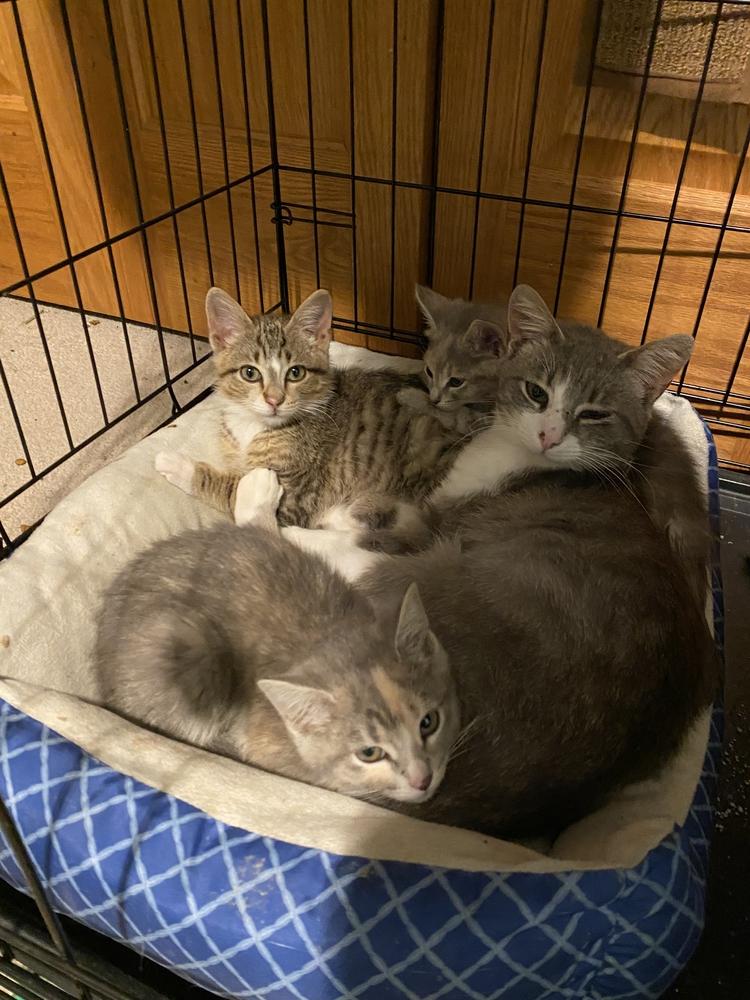 Jarvis — thumbnail 2