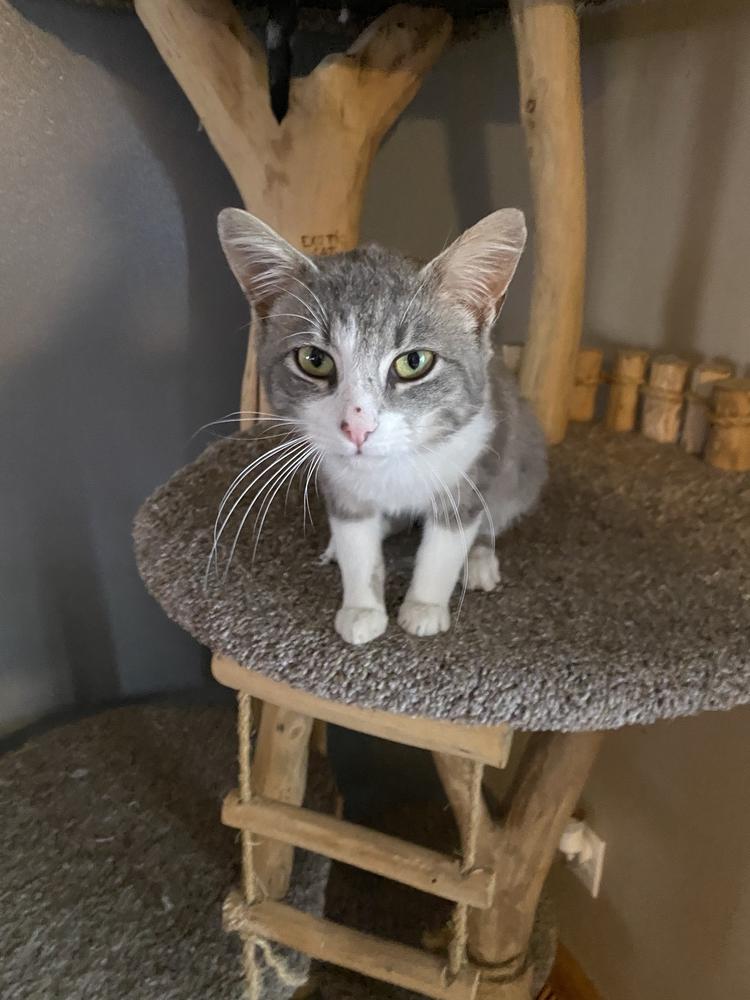 Enlarge Jarvis, a Adoptable mixed breed in Albany, WI image 3/6