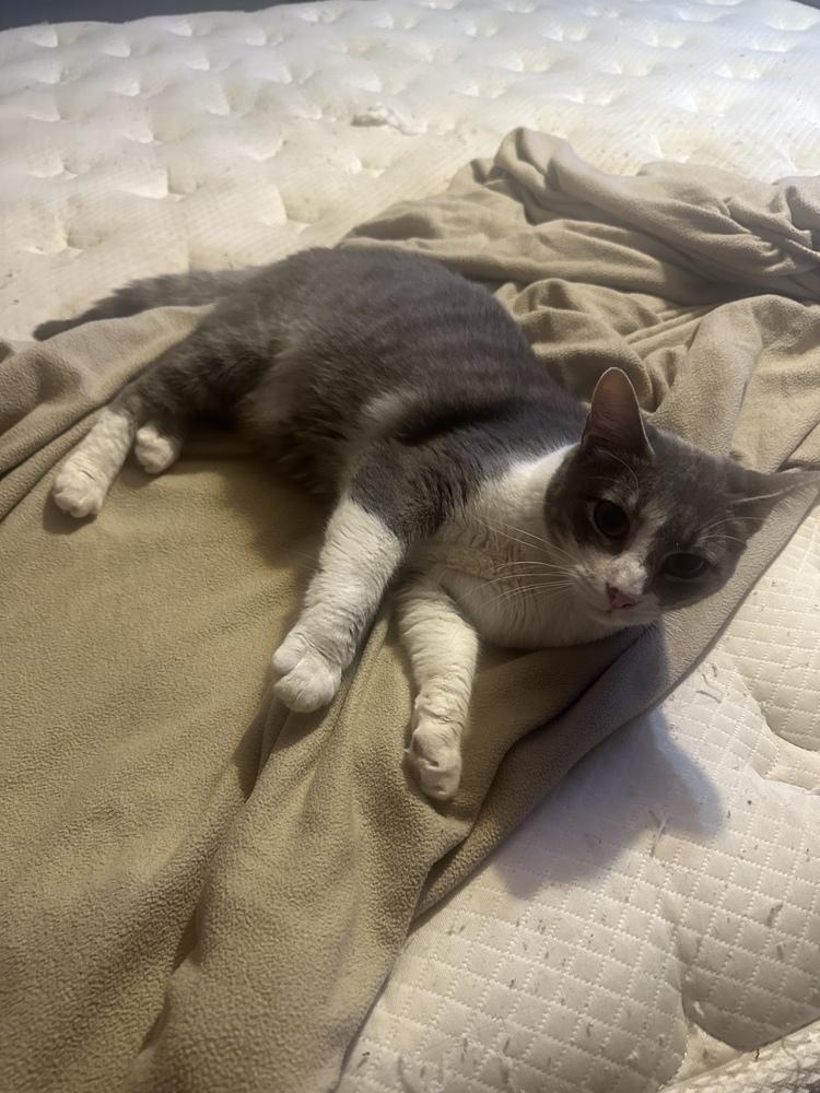 Enlarge Jarvis, a Adoptable mixed breed in Albany, WI image 4/6