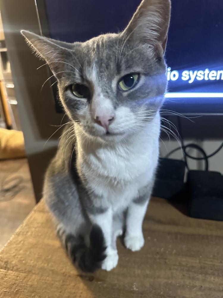 Enlarge Jarvis, a Adoptable mixed breed in Albany, WI image 5/6