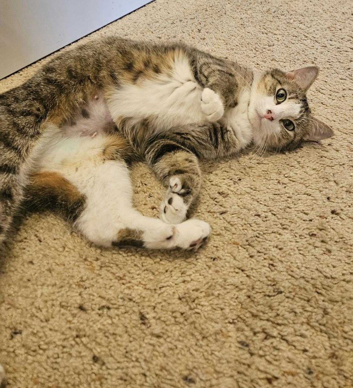 Precious, an adopted mixed breed in Lakewood, CO image 1/6