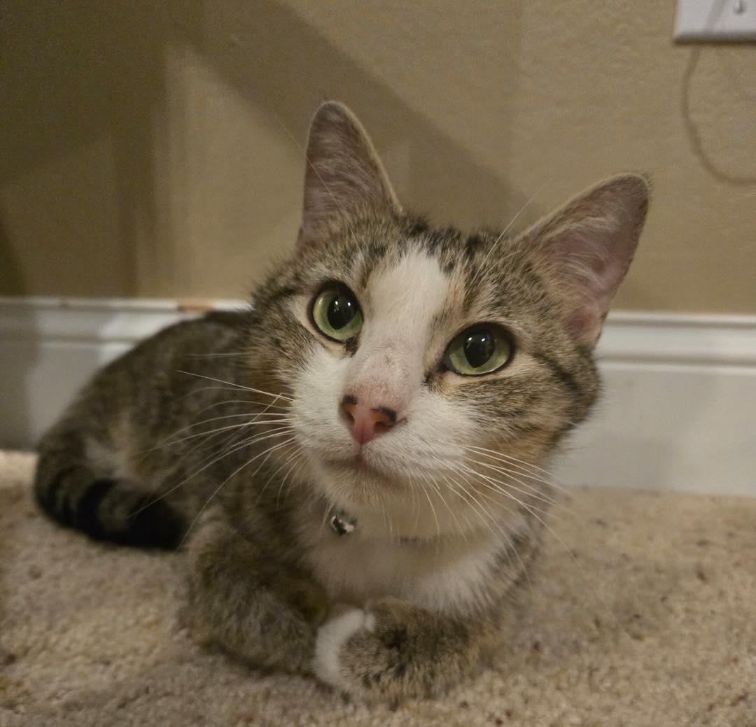 Precious, an adopted mixed breed in Lakewood, CO image 2/6