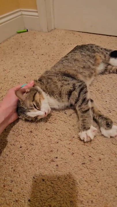 Enlarge Precious, an adopted mixed breed in Lakewood, CO video 4/6