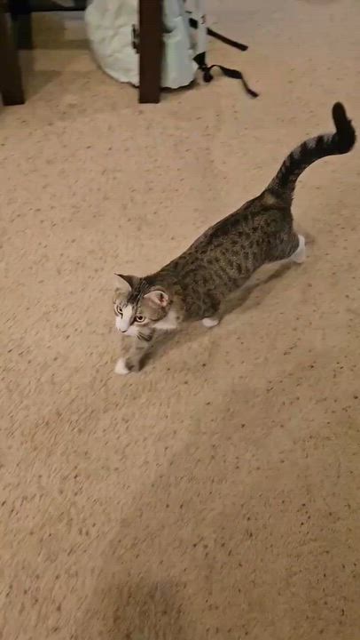 Enlarge Precious, an adopted mixed breed in Lakewood, CO video 5/6