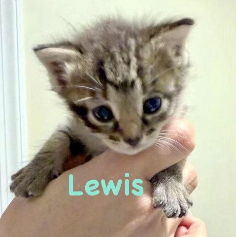 Enlarge Lewis, a Adoptable Domestic Short Hair in Reston, VA image 1/1