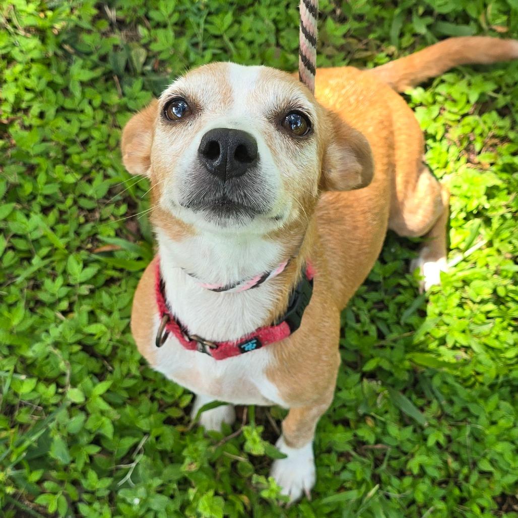 Kloie, Adoptable, Adult Female Miniature Dachshund & Mixed Breed.