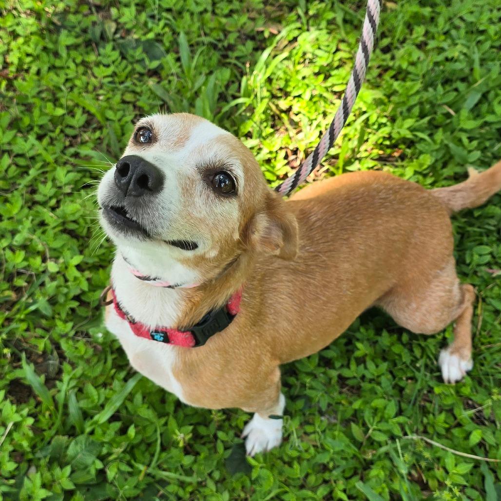 Enlarge Kloie, a Adoptable mixed breed in Williston, FL image 2/3
