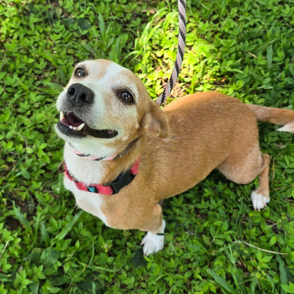 Enlarge Kloie, a Adoptable mixed breed in Williston, FL image 3/3