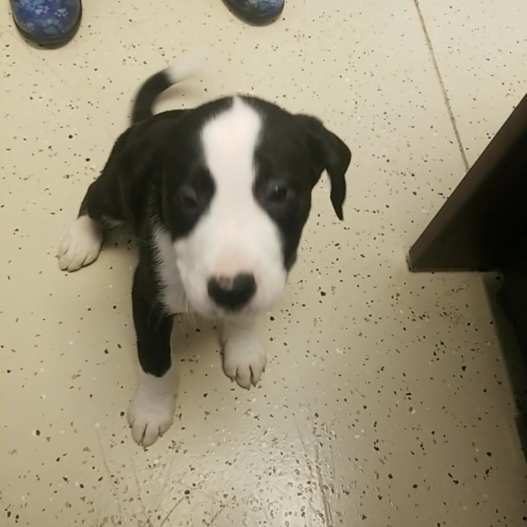 Michaelangelo, Adopted, Adult Male Pit Bull Terrier.