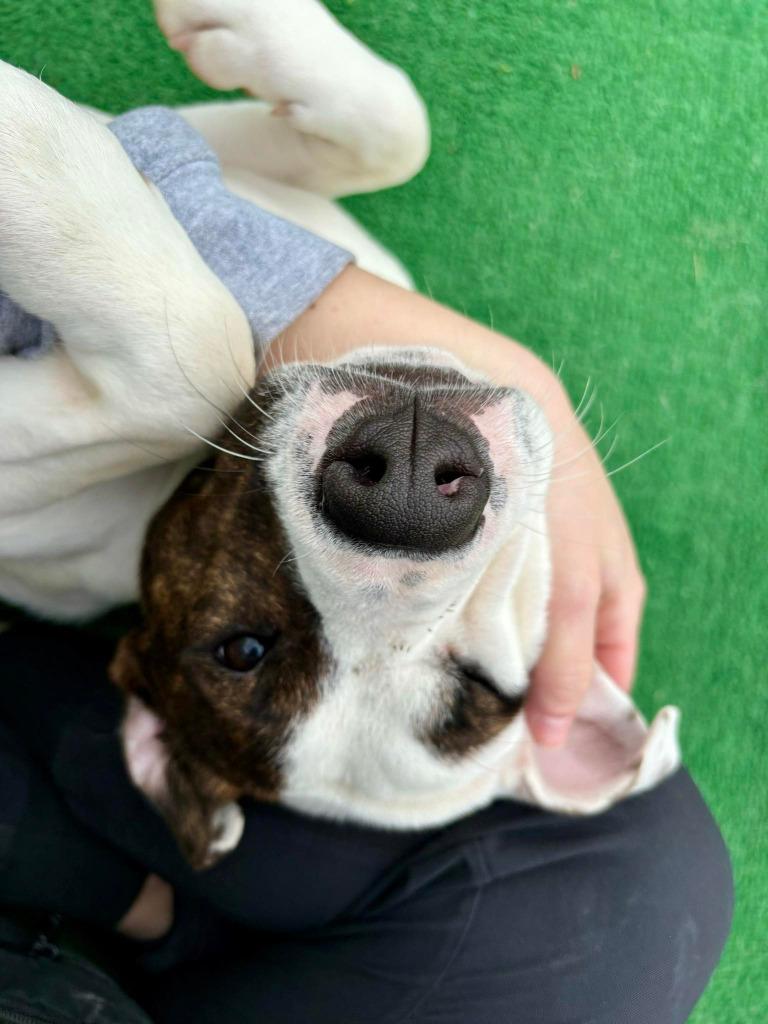 Benny, a Adoptable mixed breed in Warren, MI image 1/6