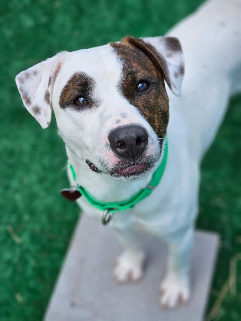 Benny, a Adoptable mixed breed in Warren, MI image 2/6