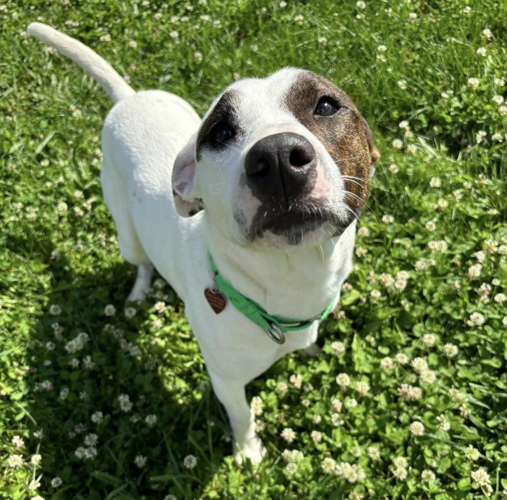 Benny, a Adoptable mixed breed in Warren, MI image 3/6