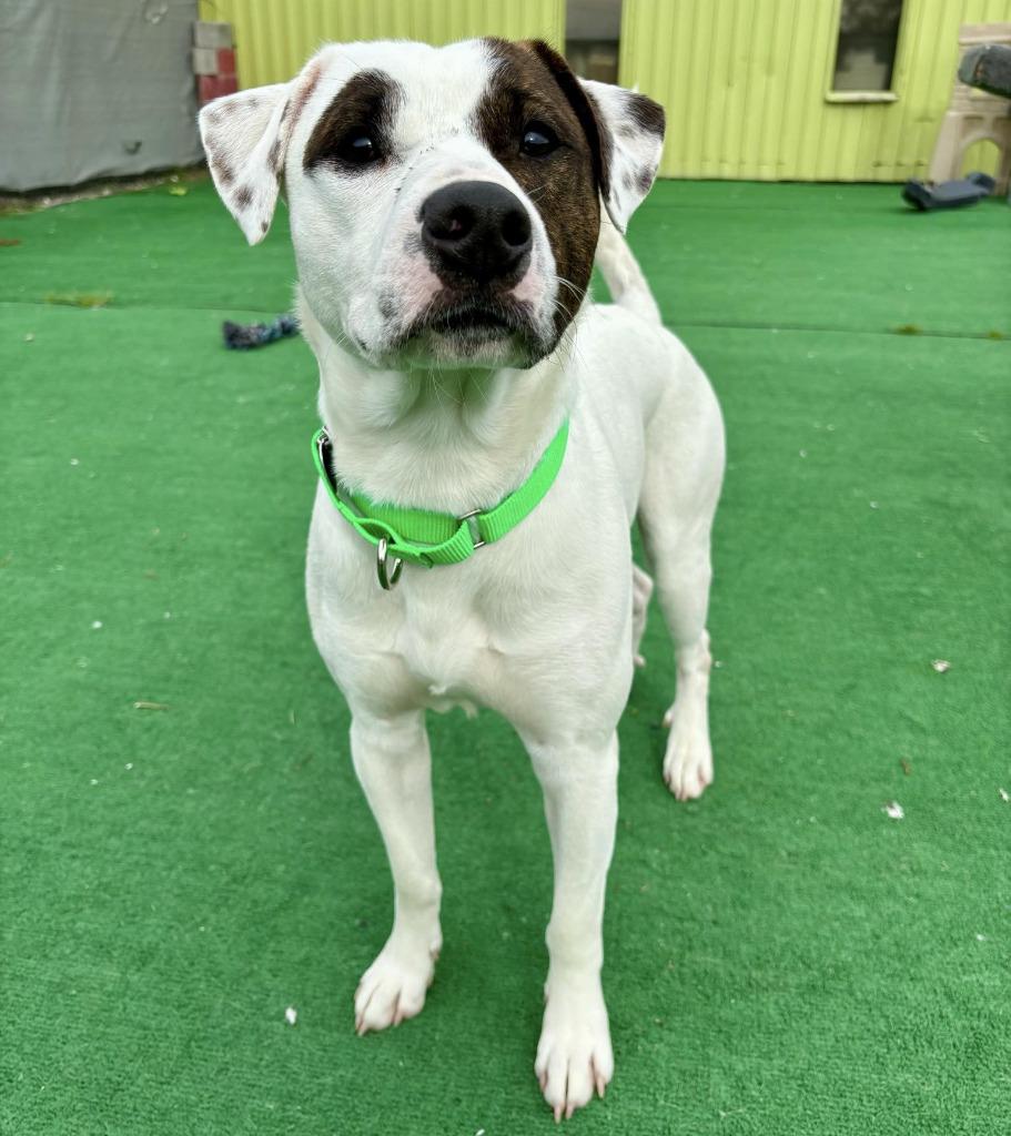 Benny, a Adoptable mixed breed in Warren, MI image 4/6