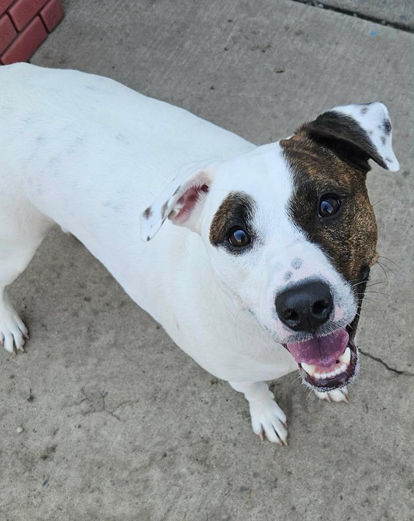 Benny, a Adoptable mixed breed in Warren, MI image 5/6