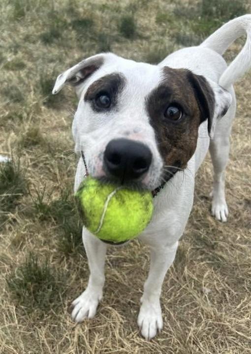 Enlarge Benny, a Adoptable mixed breed in Warren, MI image 6/6