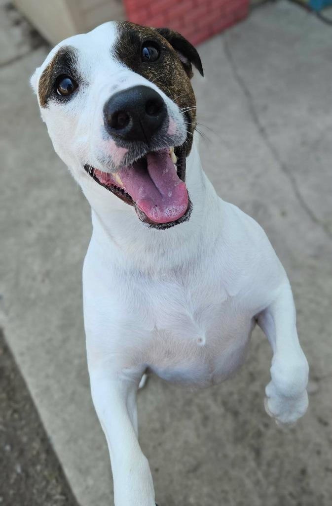 Benny, a Adoptable mixed breed in Warren, MI image 6/6