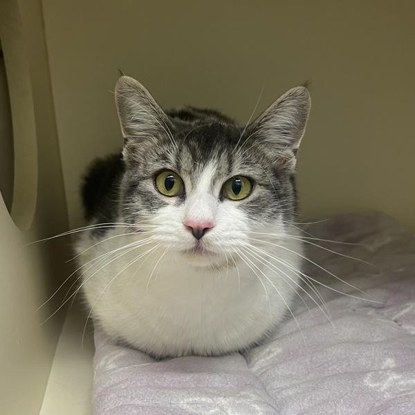 Enlarge Pancakes - Bonded W/ Waffles, a Adoptable mixed breed in Silverdale, WA image 1/4