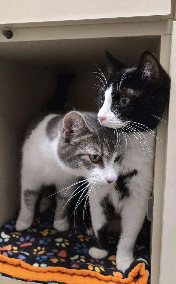 Enlarge Pancakes - Bonded W/ Waffles, a Adoptable mixed breed in Silverdale, WA image 3/4