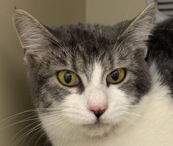 Enlarge Pancakes - Bonded W/ Waffles, a Adoptable mixed breed in Silverdale, WA image 4/4