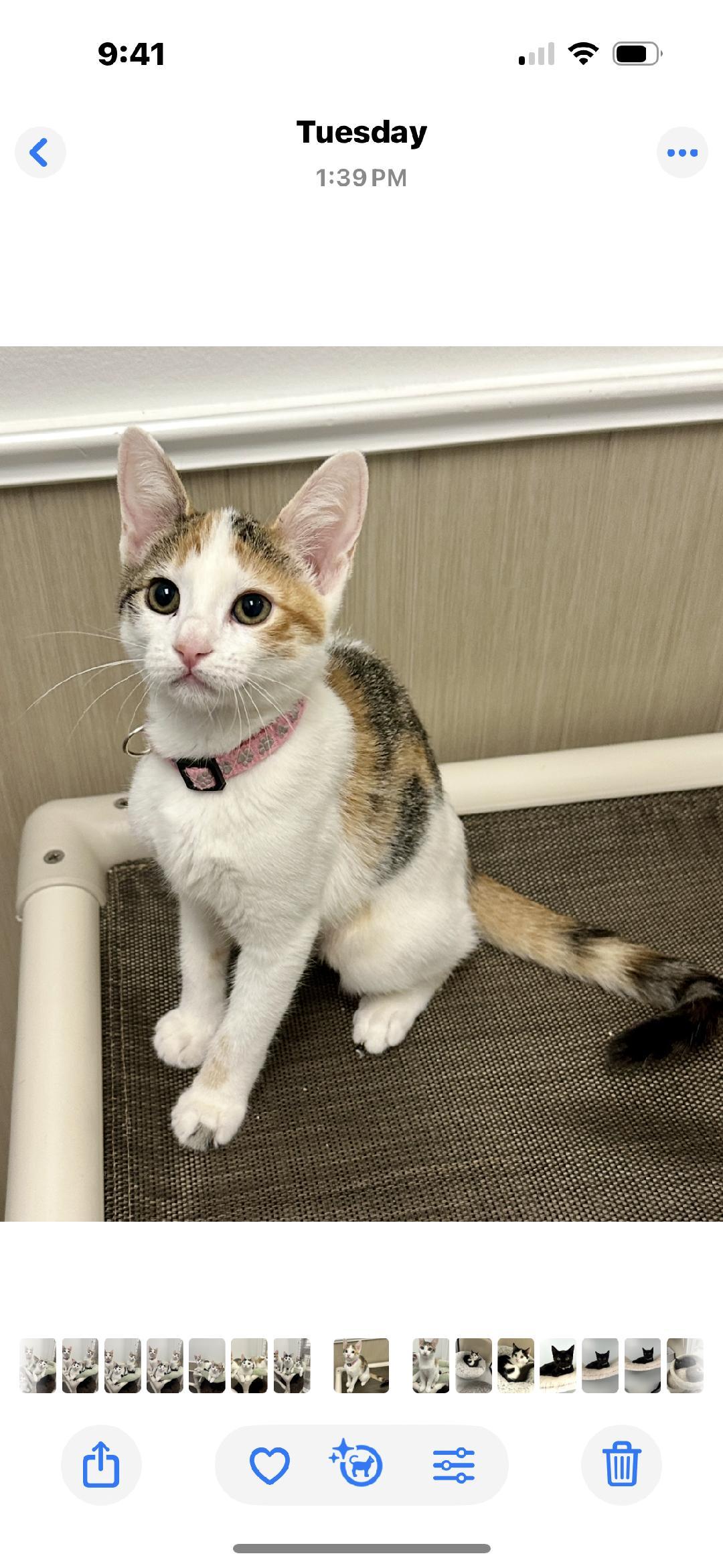 Sweetie, Adoptable, Kitten Female Calico.