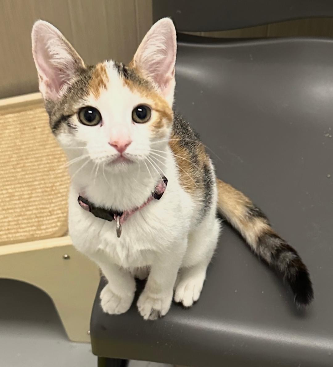 Enlarge Sweetie, a Adoptable Calico in West Hills, CA image 2/3
