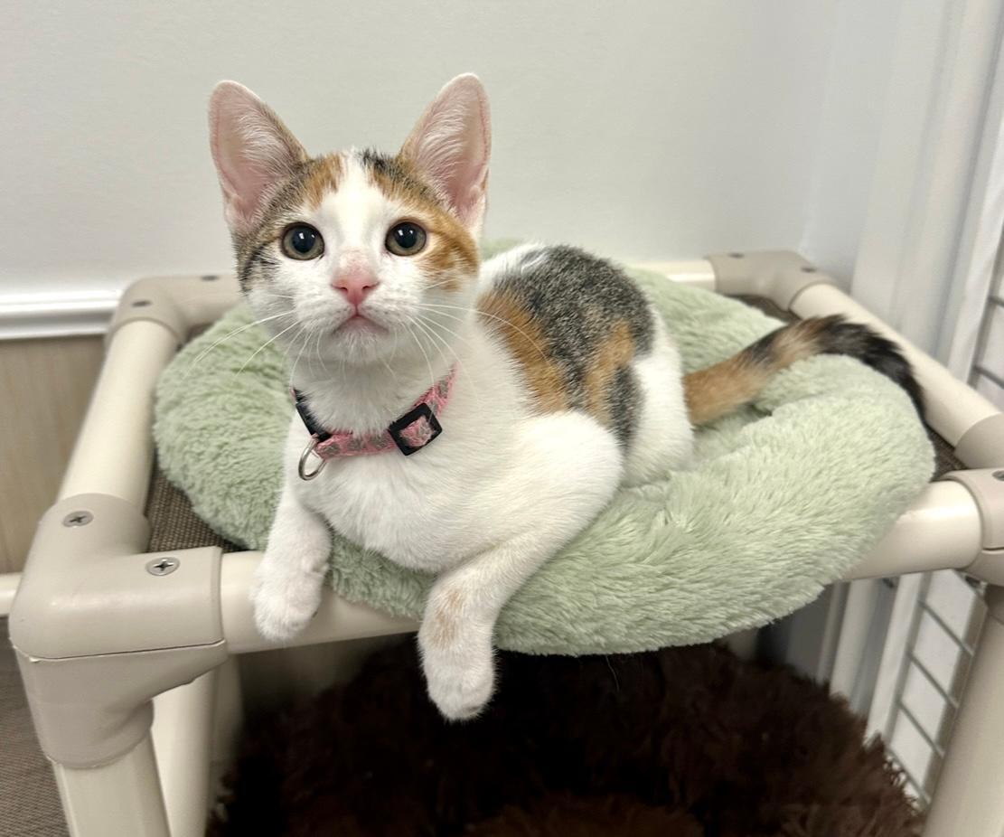 Enlarge Sweetie, a Adoptable Calico in West Hills, CA image 3/3