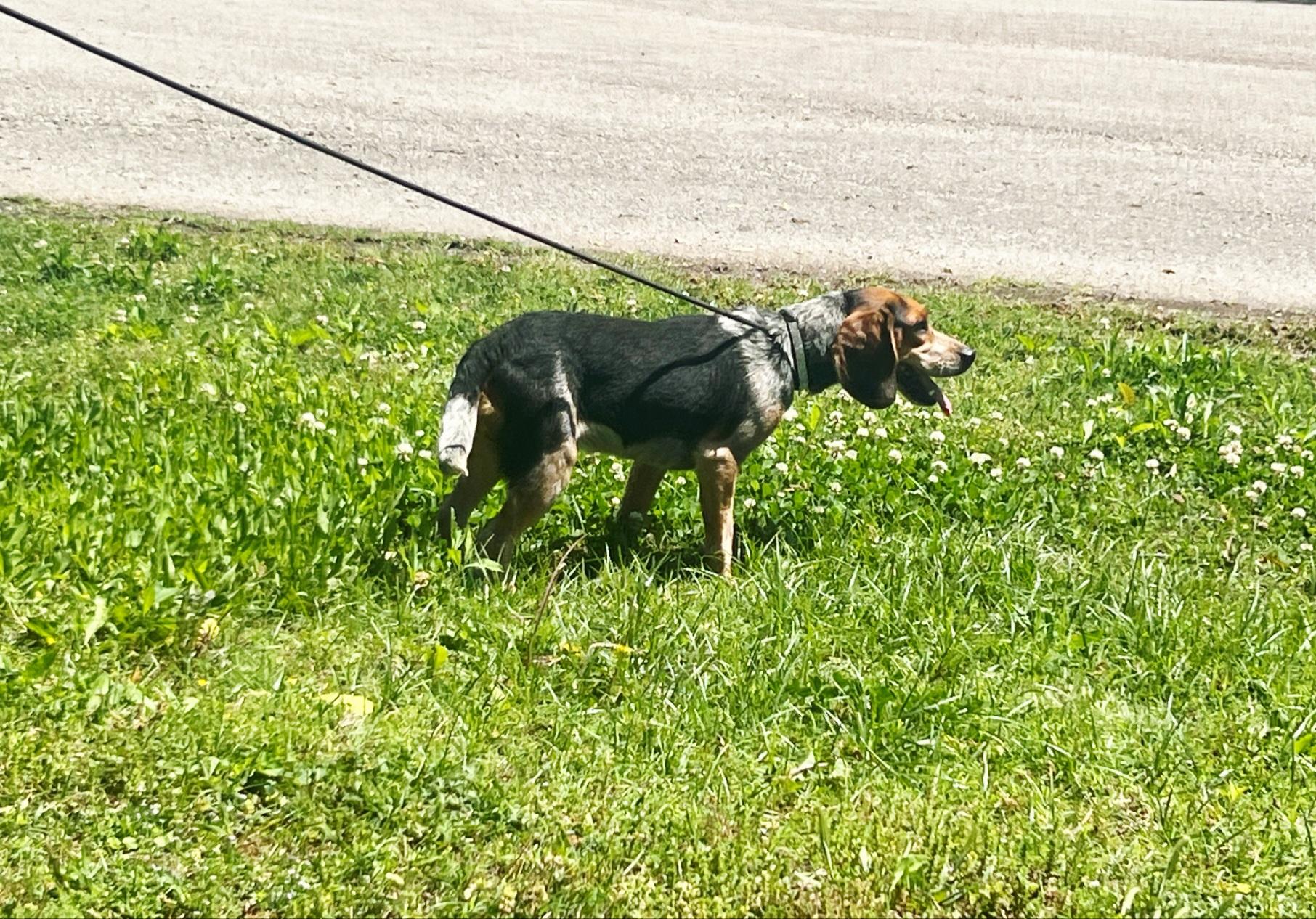 OLIVER, a ADOPTABLE Beagle in Jackson, TN image 3/5