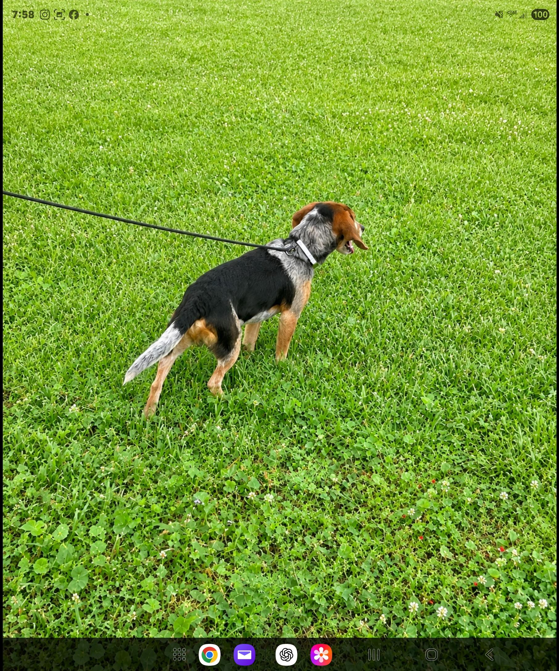 OLIVER, a ADOPTABLE Beagle in Jackson, TN image 5/5