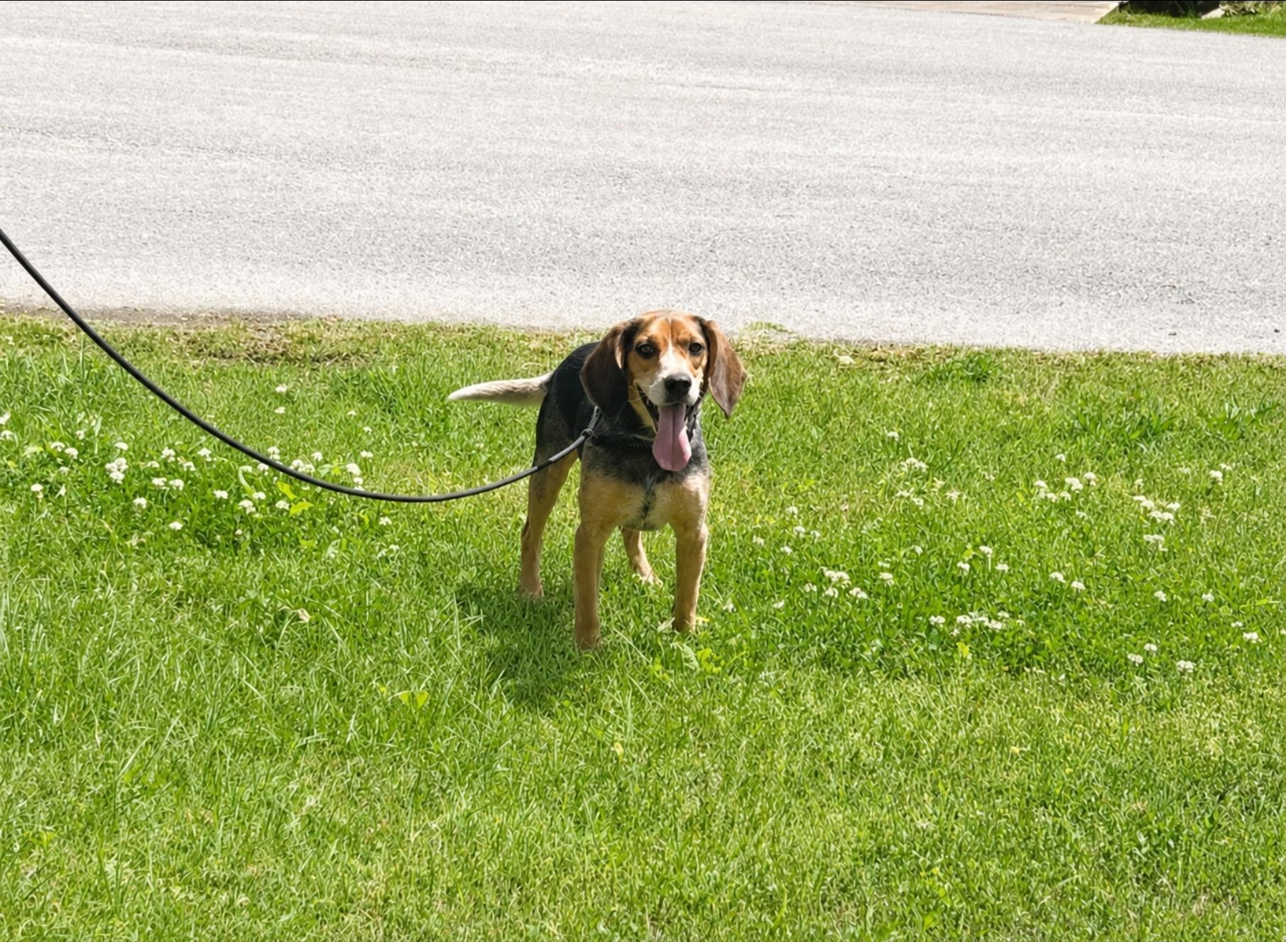 OLIVER, a ADOPTABLE Beagle in Jackson, TN image 2/5