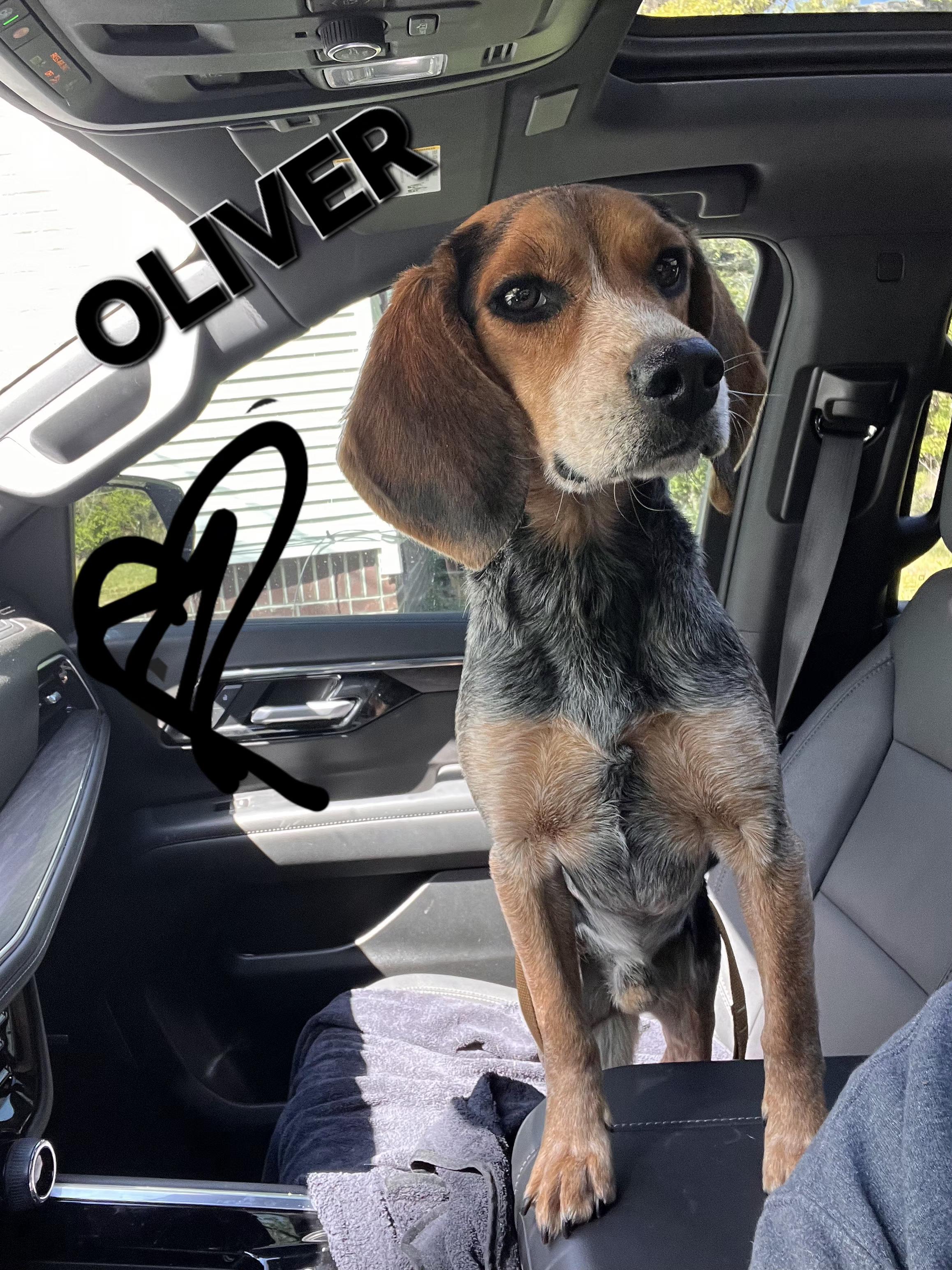 OLIVER, ADOPTABLE, Adult Male Beagle.