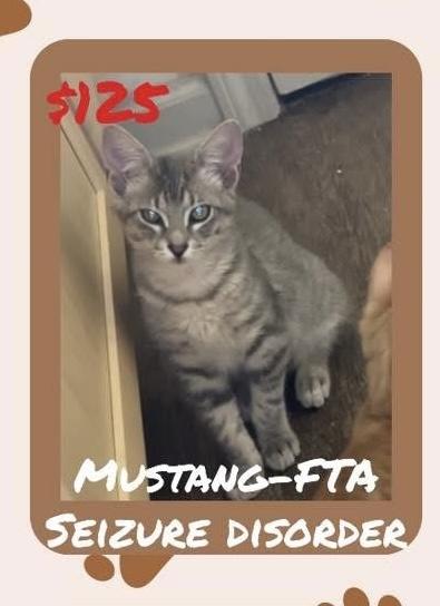 Mustard, an adoptable Domestic Short Hair, Tabby in Lubbock, TX, 79407 | Photo Image 2