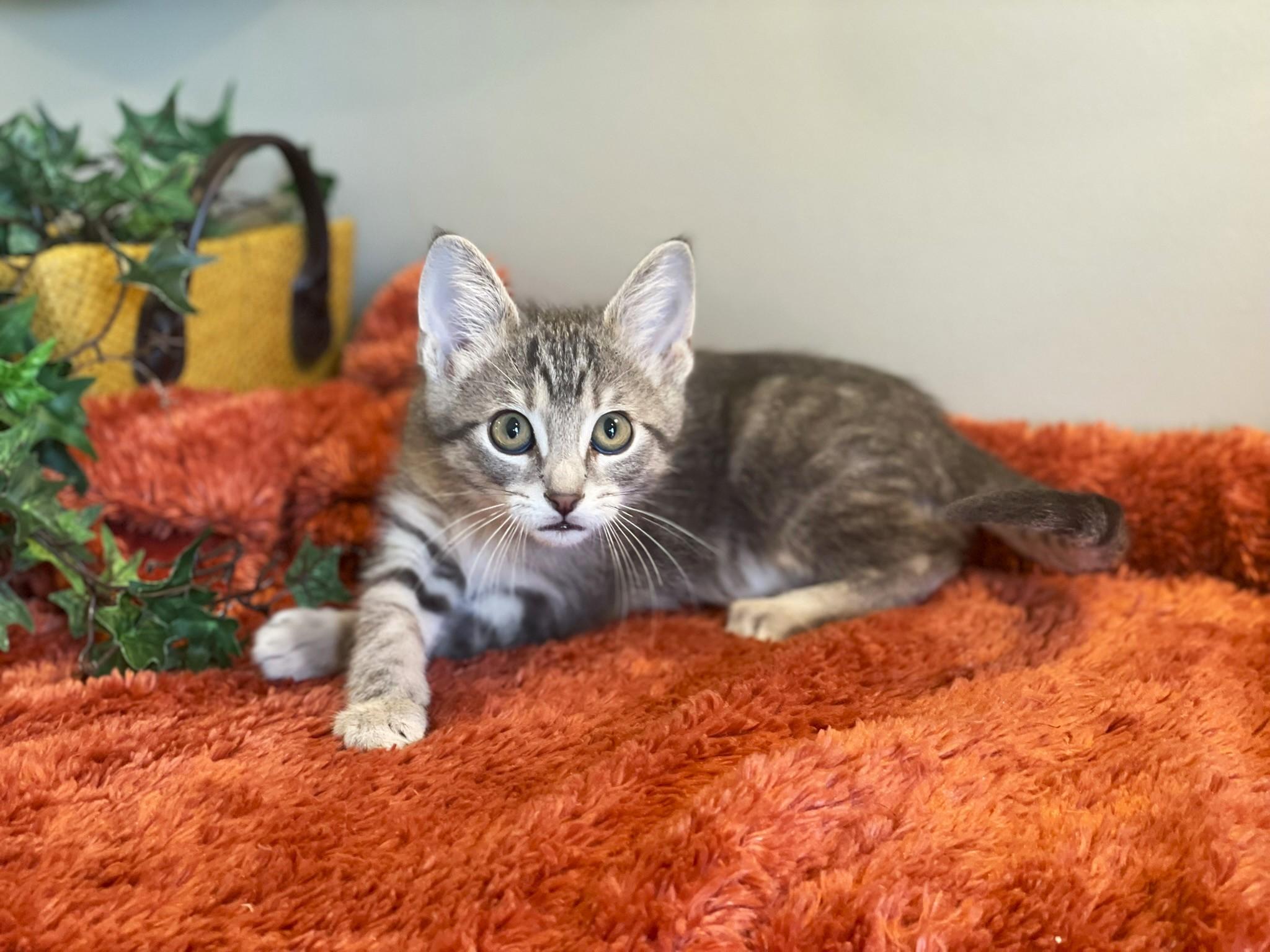 Jimmy, Adoptable, Kitten Male Tabby.