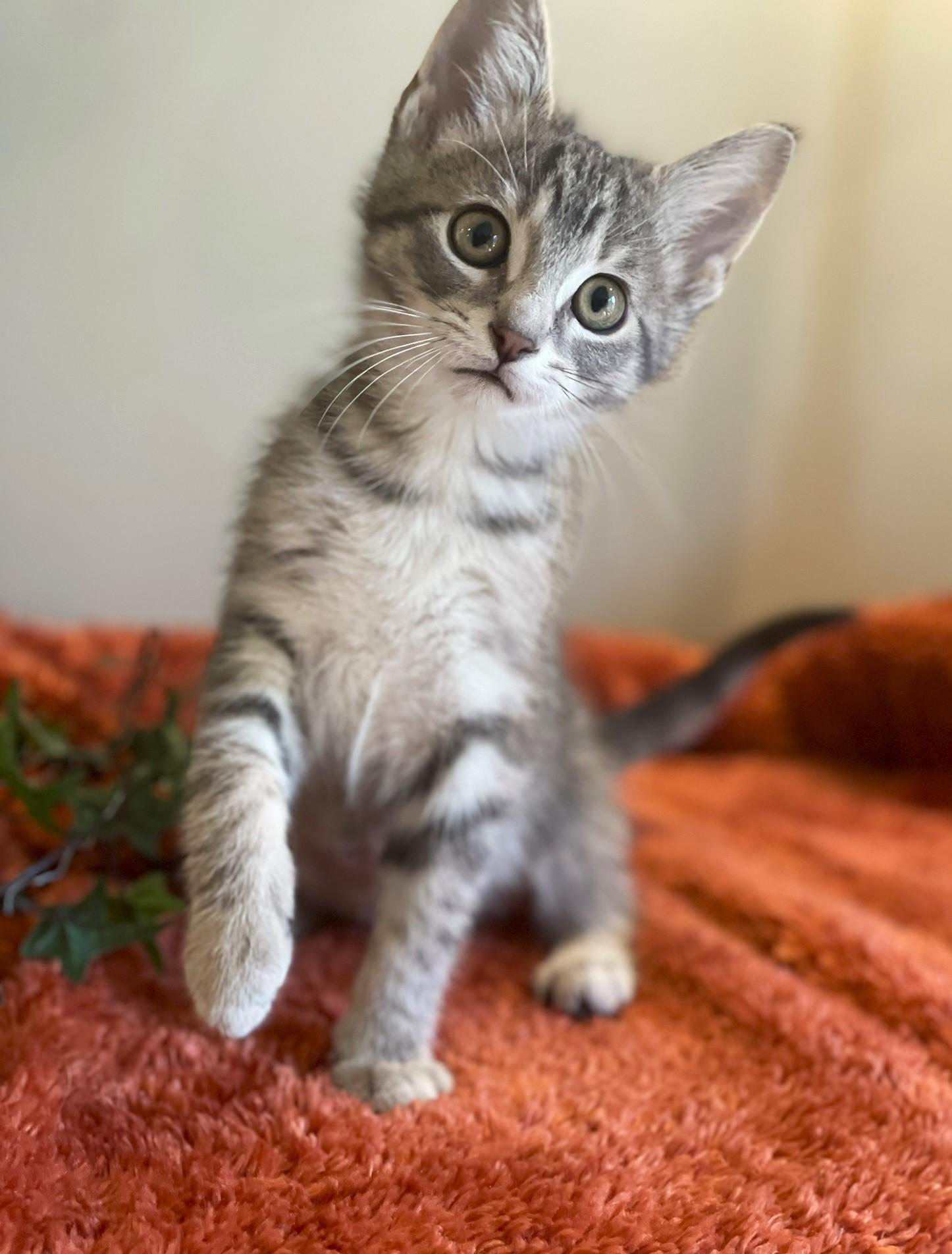 Jimmy, a Adoptable Tabby in Taylor, MI image 2/6