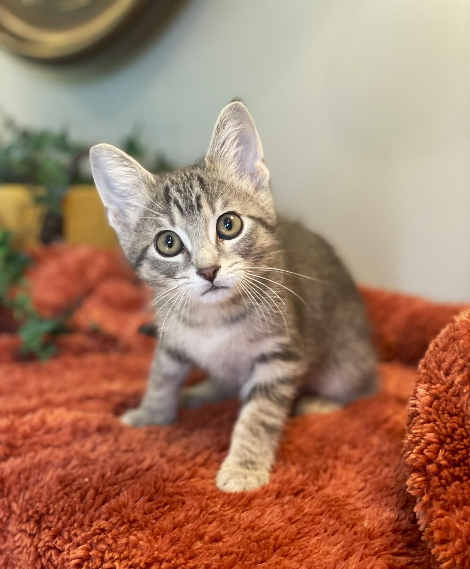 Jimmy, a Adoptable Tabby in Taylor, MI image 3/6