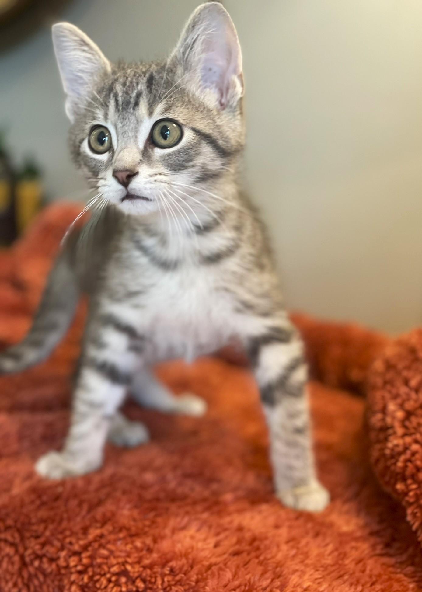 Jimmy, a Adoptable Tabby in Taylor, MI image 4/6