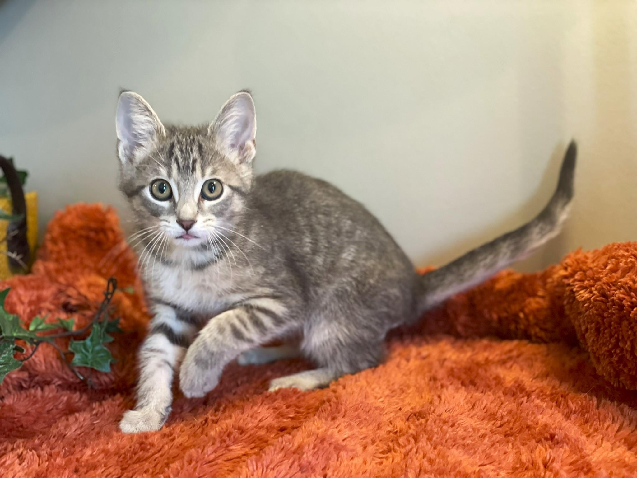 Jimmy, a Adoptable Tabby in Taylor, MI image 5/6
