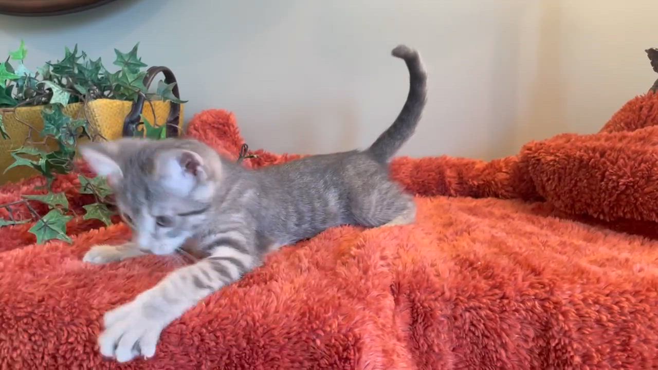 Enlarge Jimmy, a Adoptable Tabby in Taylor, MI video 6/6